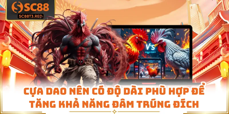 Cựa dao nên có độ dài phù hợp để tăng khả năng đâm trúng đích
